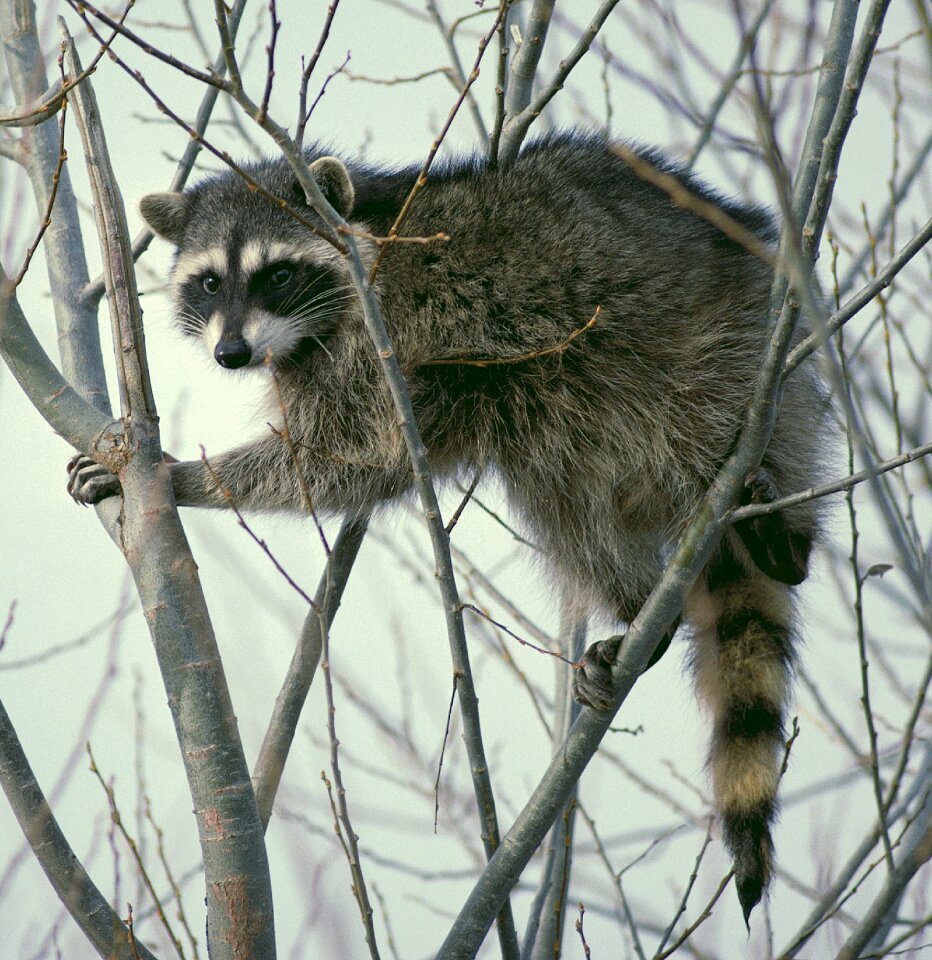 Cute wildlife nature