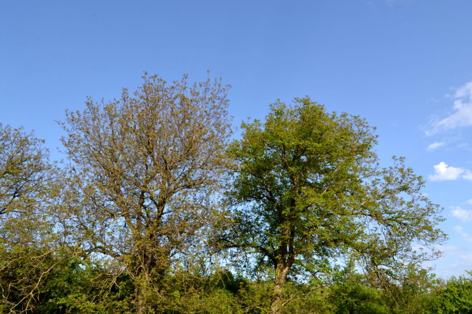 walnut tree