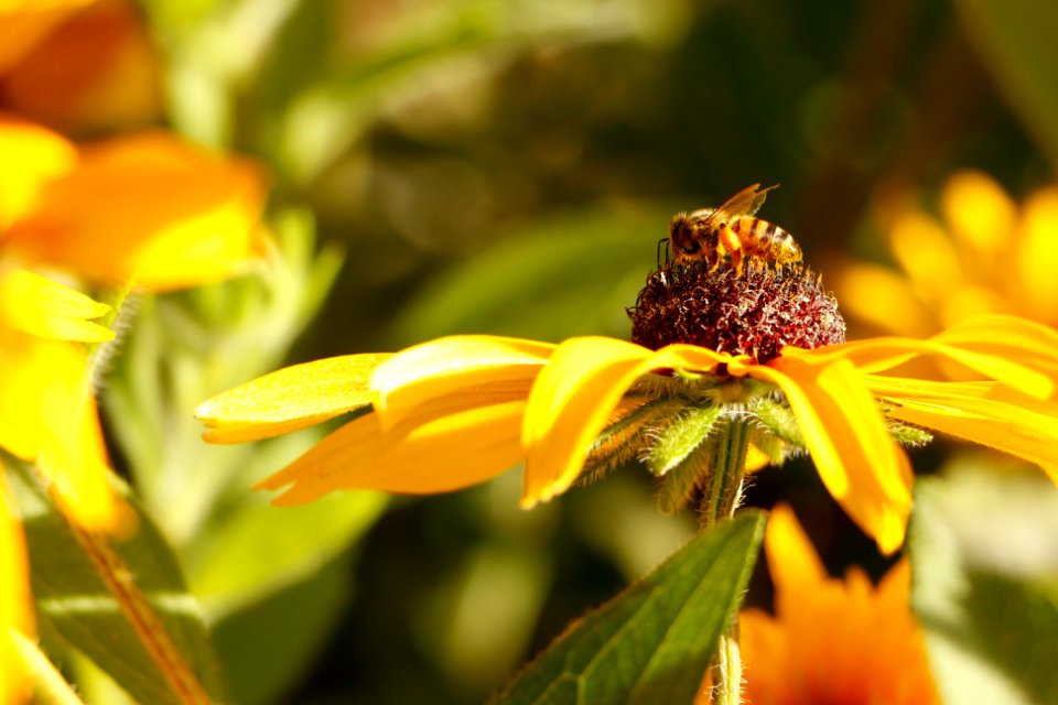Honey Raw Materials