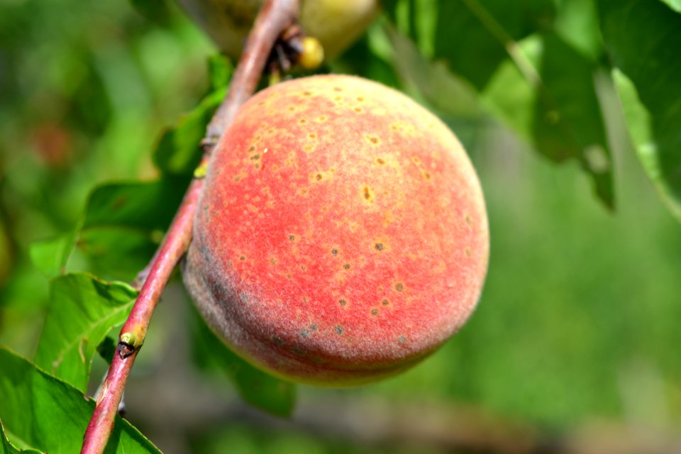 peach