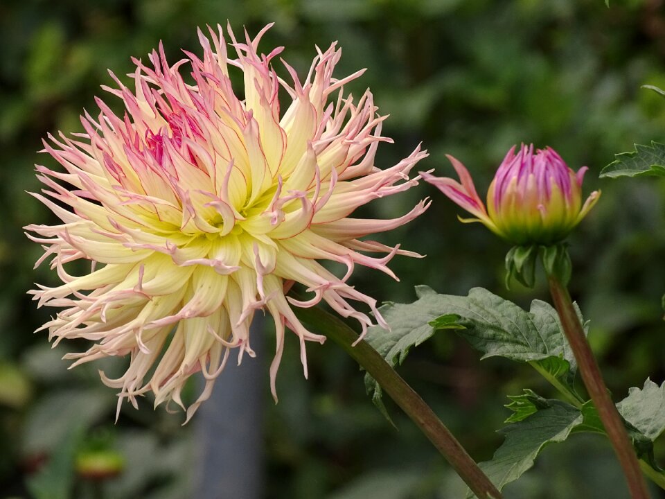 Dahlias garden plant cactus dahlia