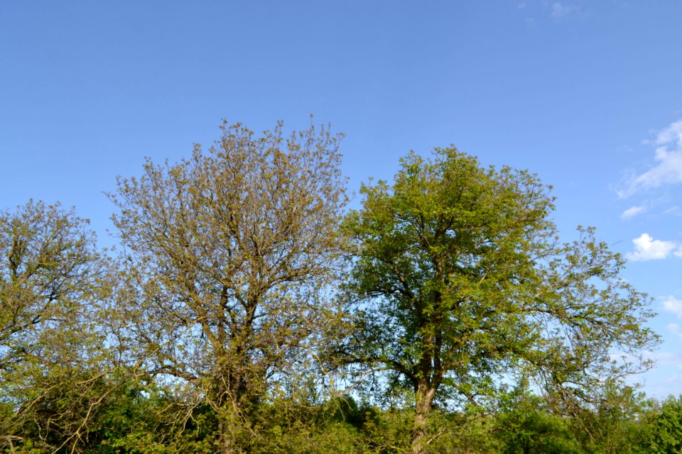 walnut tree