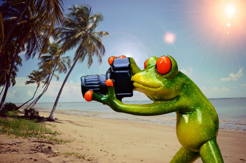 Frog funny camera