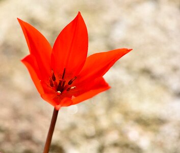 Spring flower blossom bloom