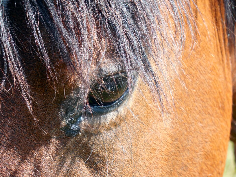 Eyes mane saddle horse