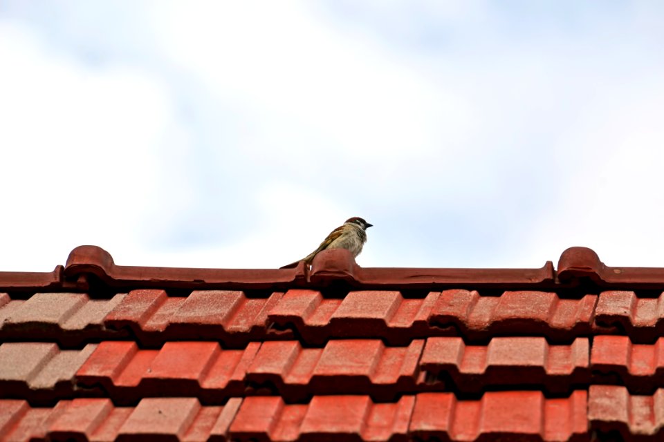 sparrow