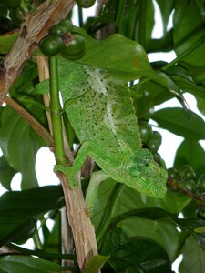 Nature wildlife tropical