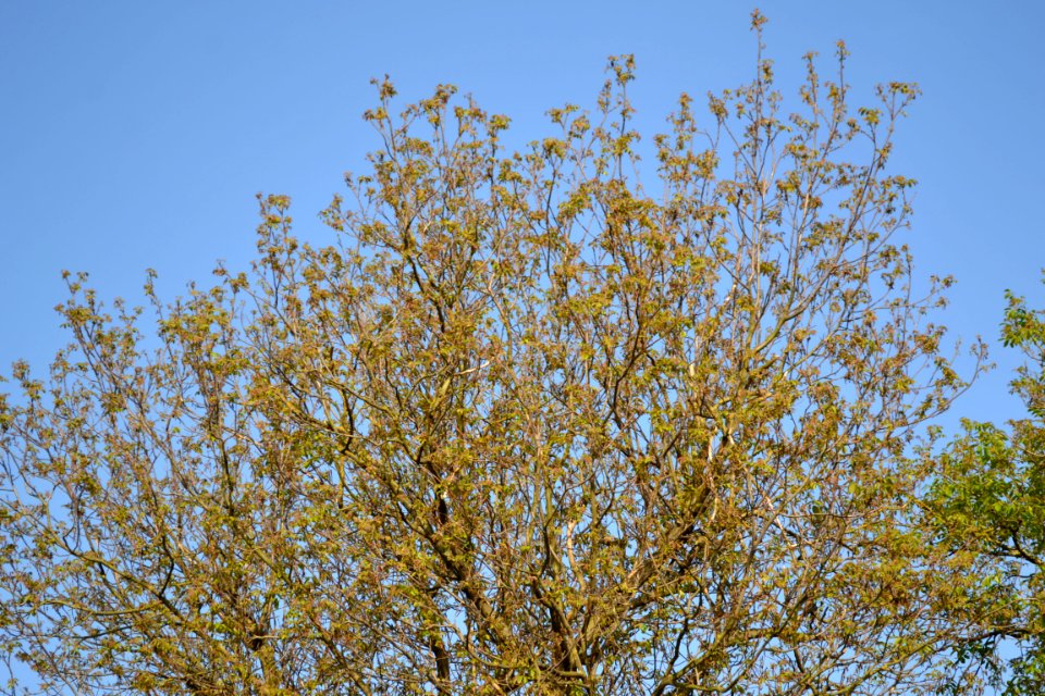 walnut tree