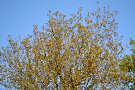 walnut tree