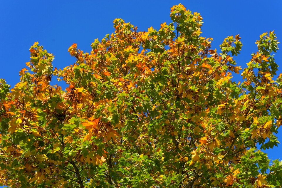 Autumn colorful nature