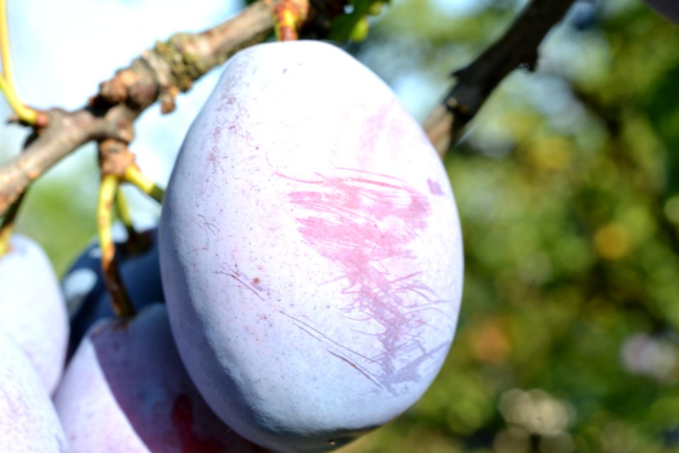 plums