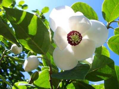 Nature white flowers petal