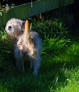 Mammal attention autumn