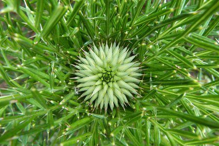Spring nature button