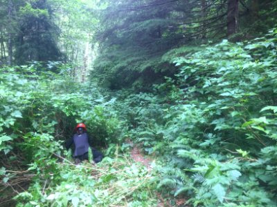 East Fork Lewis River Trail - 7-7-16 photo
