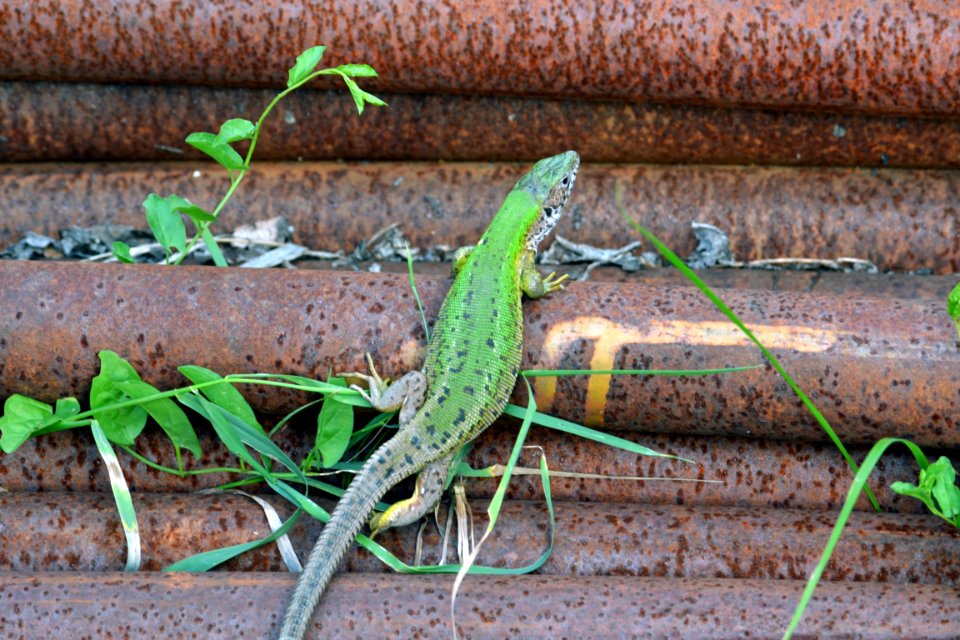 lizard