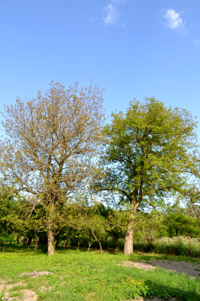 walnut tree