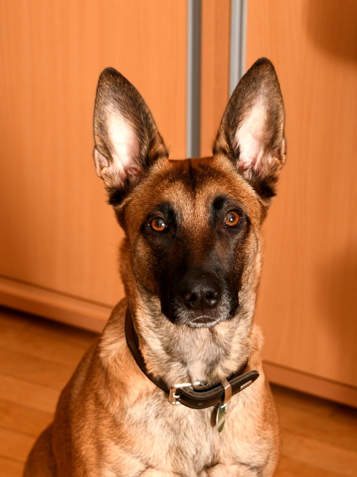 canis lupus familiaris
