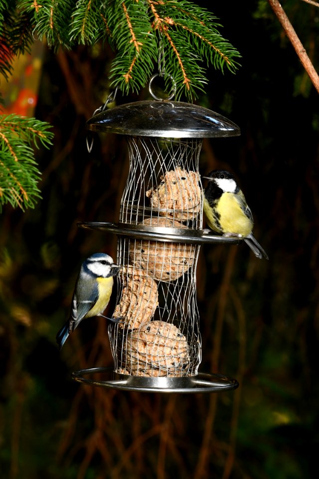 picture of two tits