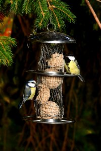 picture of two tits