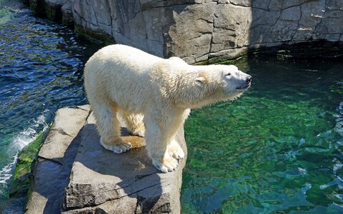 Zoo bear enclosure animal