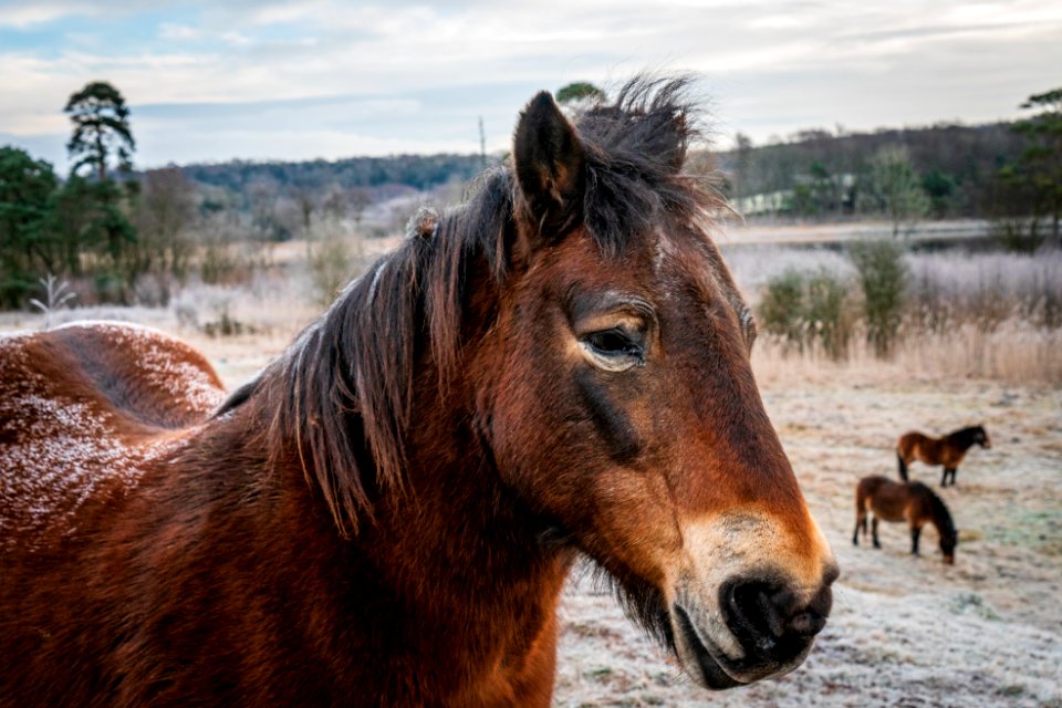 Frosty Back - Silverdale - Fell Ponies (3 of 5)