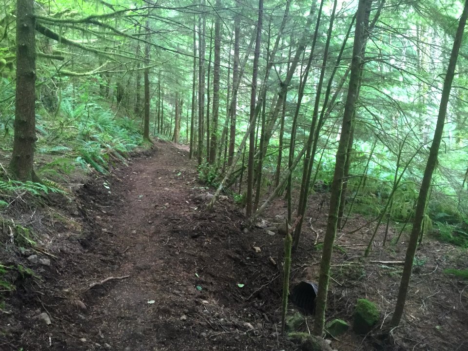 East Fork Lewis River Trail - 7-7-16