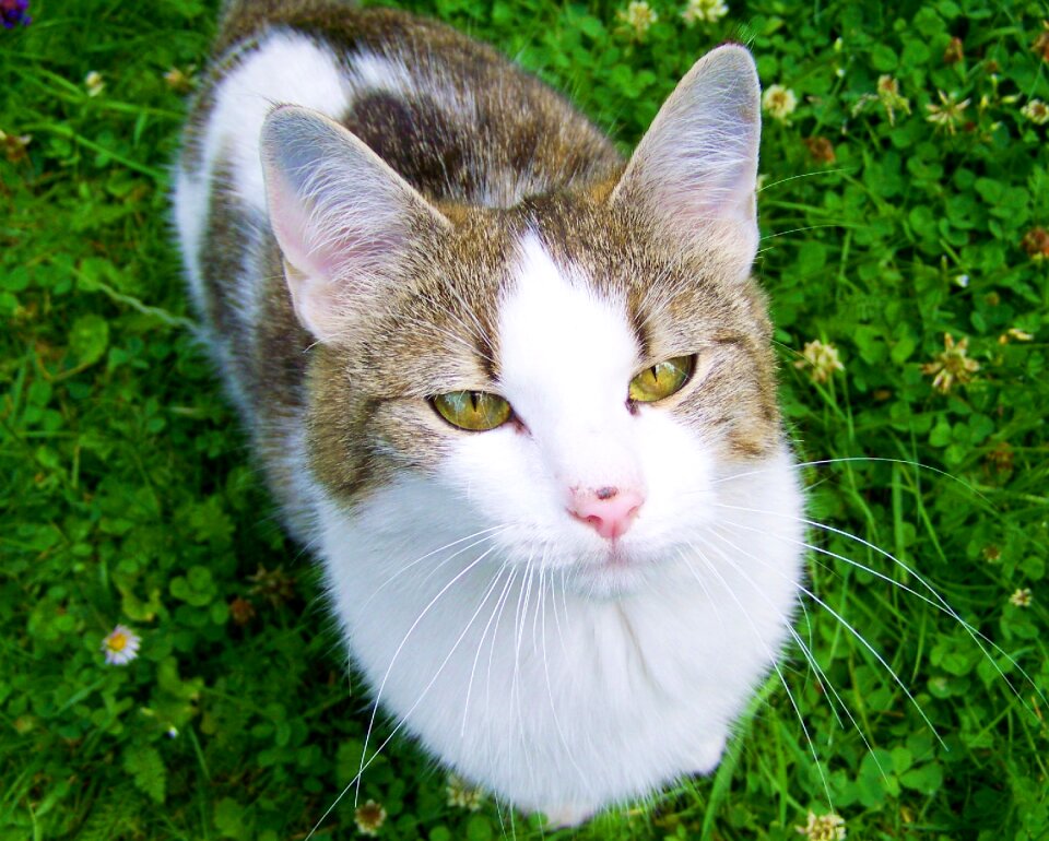 White-gray-brown kitten cat domestic animal