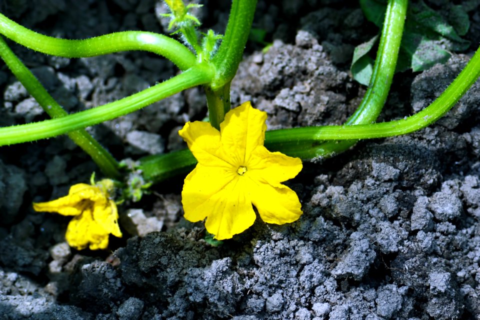 cucumber flower
