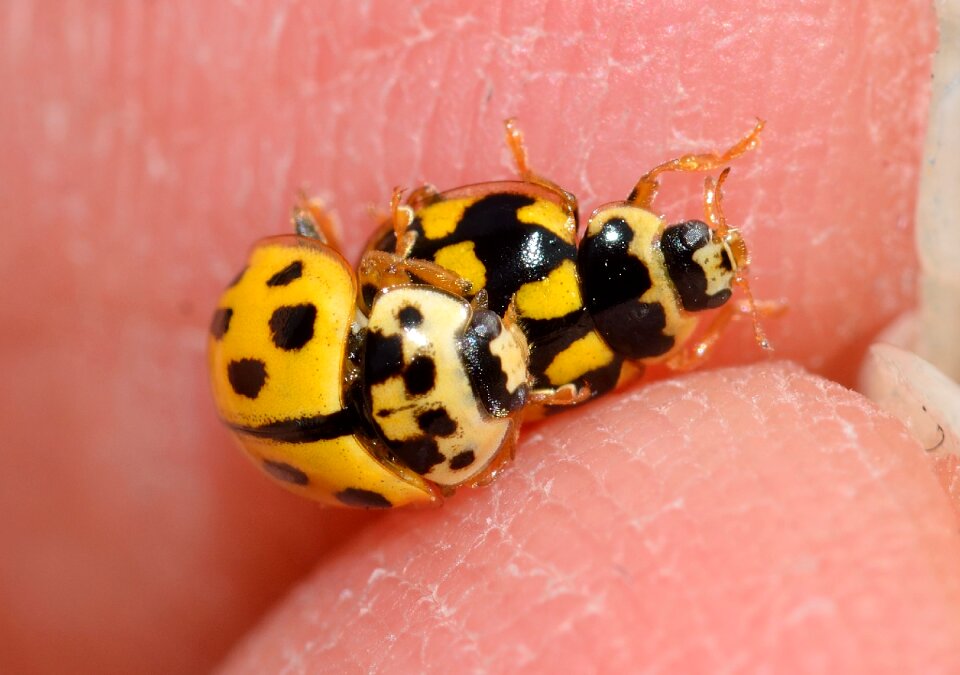Quatuordecimpunctata coupling beetles