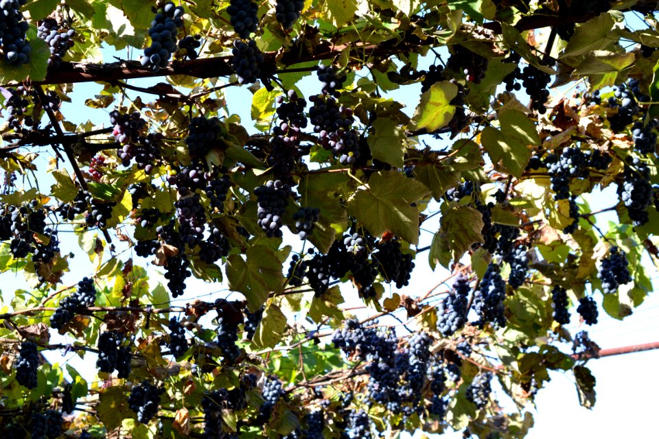 grapes