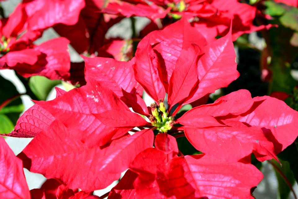 Christmas flower