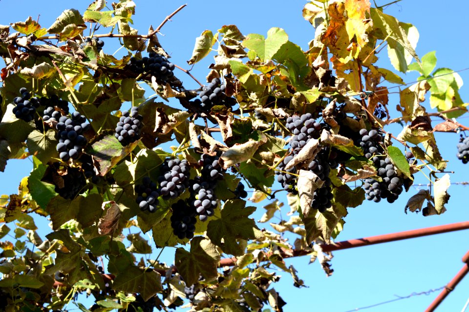 grapes