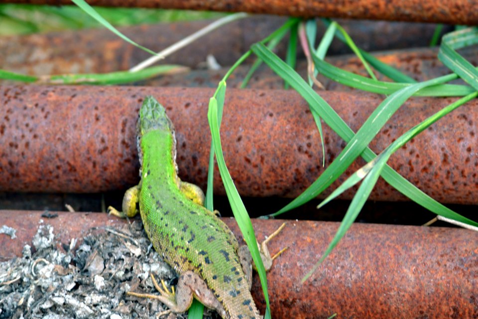 lizard
