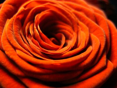 Blossom bloom romance