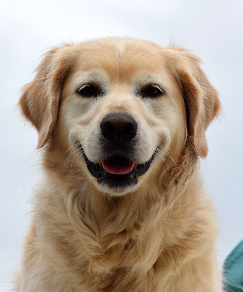 Finja animal golden retriver