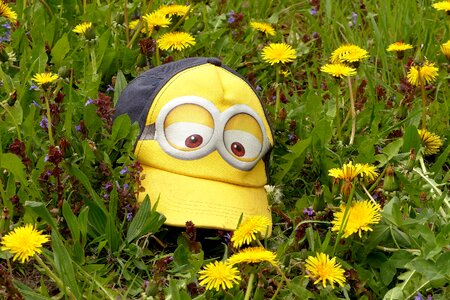 Minions lying between dandelion lost