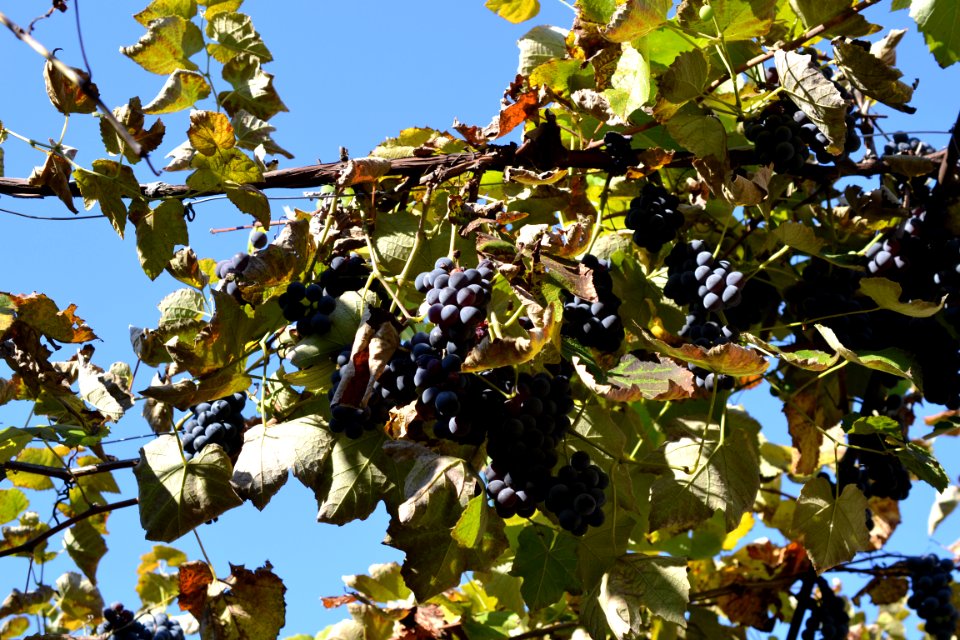 grapes