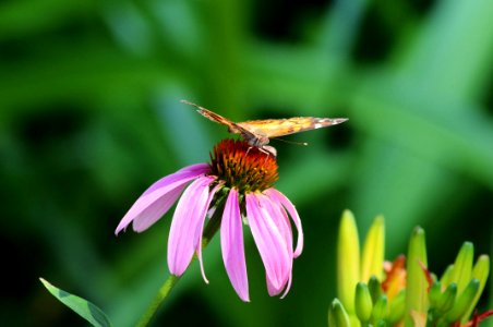 Butterfly and Purple Coneflower photo