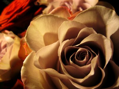 Pink beautiful flower