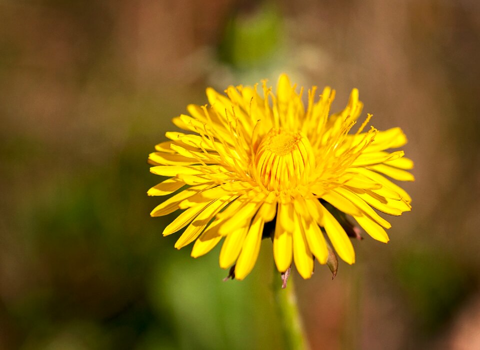 Bloom yellow pointed flower