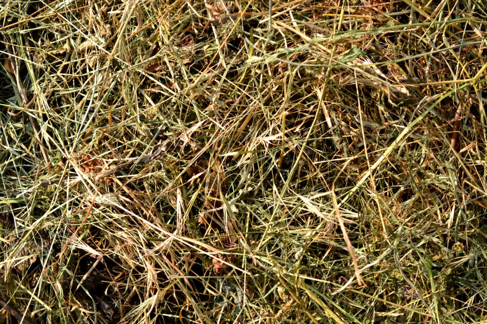 hay