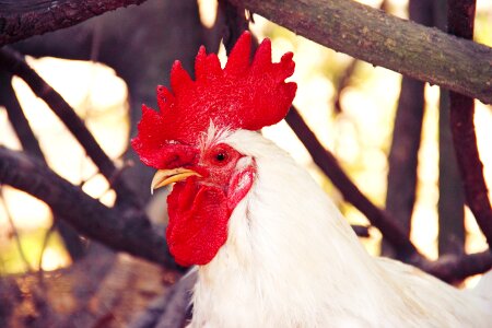 Chicken farm animal photo