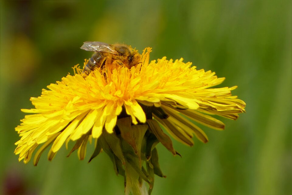 Pollen spring close up