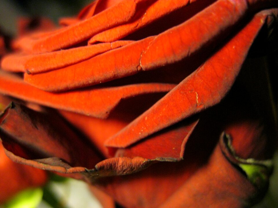 Rose bloom plant romantic