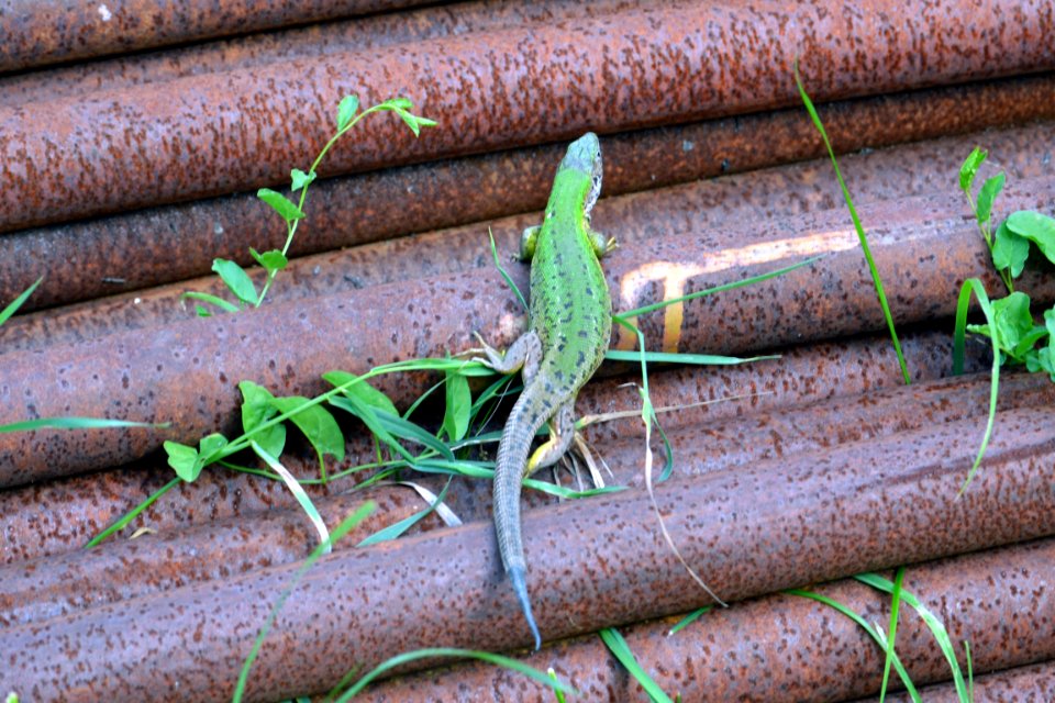lizard