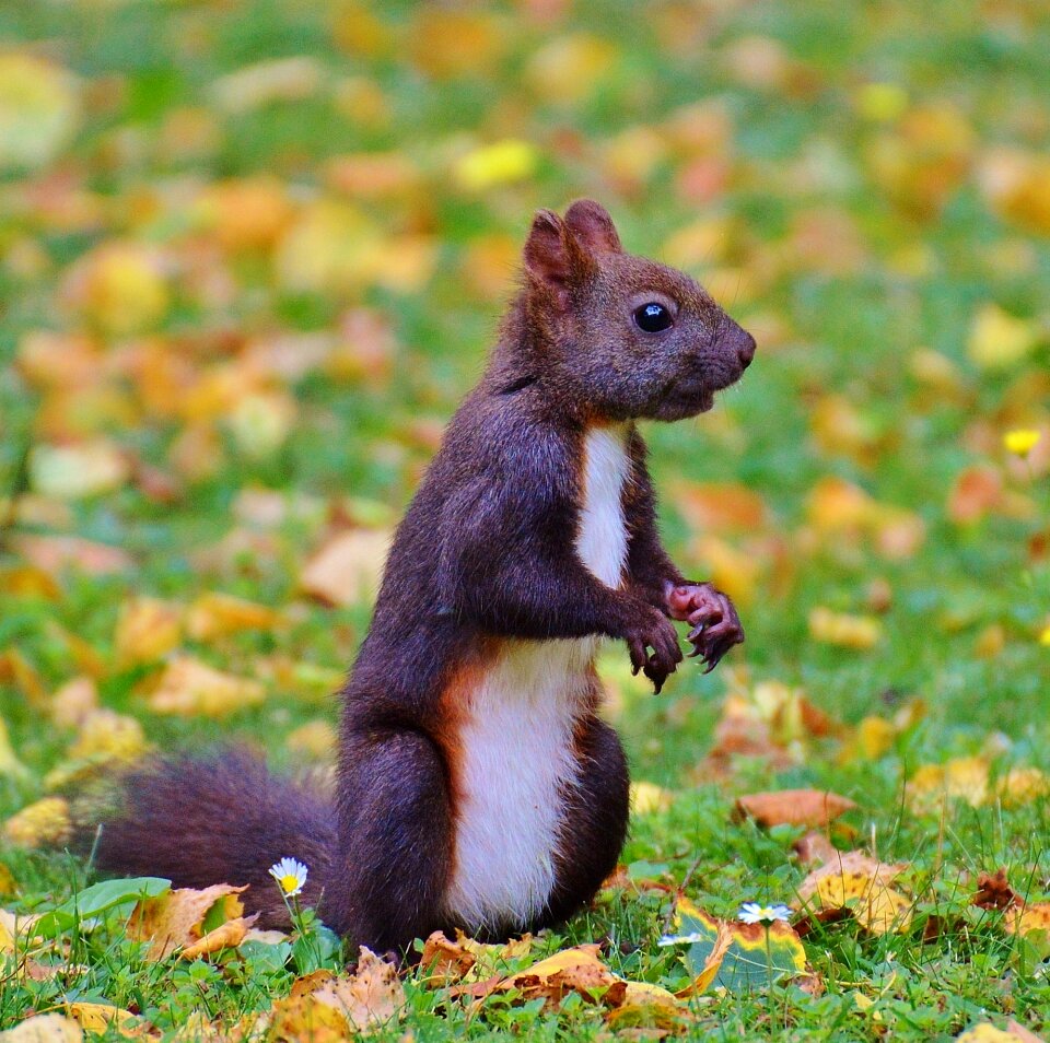 Nature rodent garden