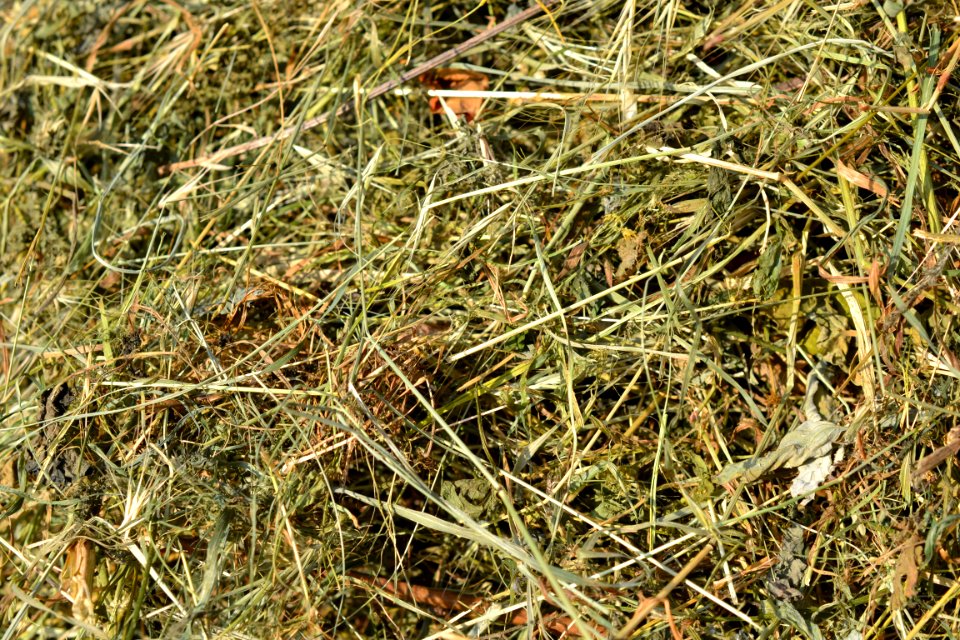 hay