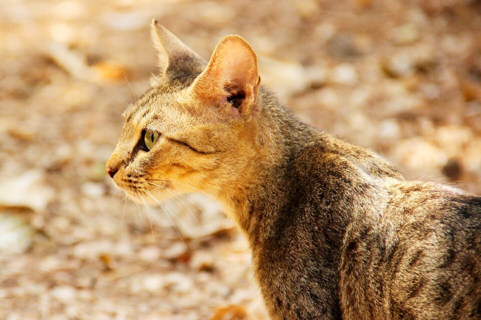 Cat animal looking
