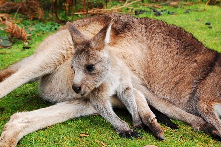 Baby animal cute